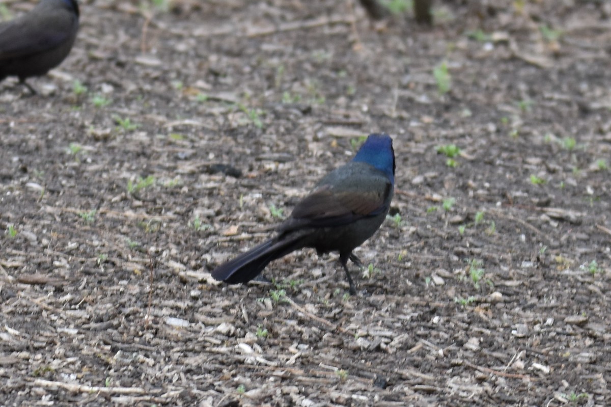 オオクロムクドリモドキ - ML561967921