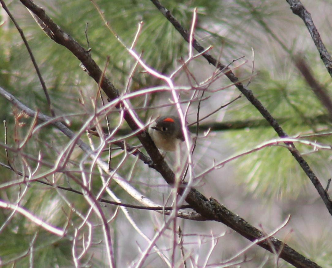 Ruby-crowned Kinglet - ML561968031