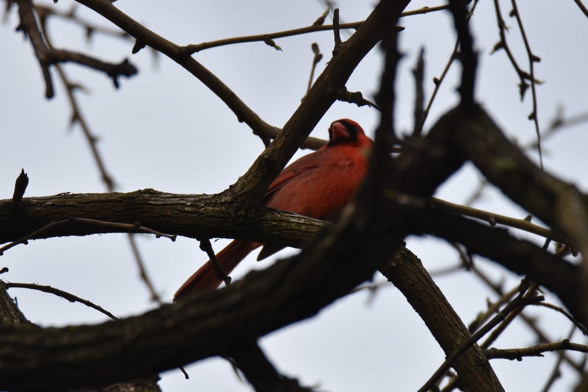 ショウジョウコウカンチョウ - ML561968091