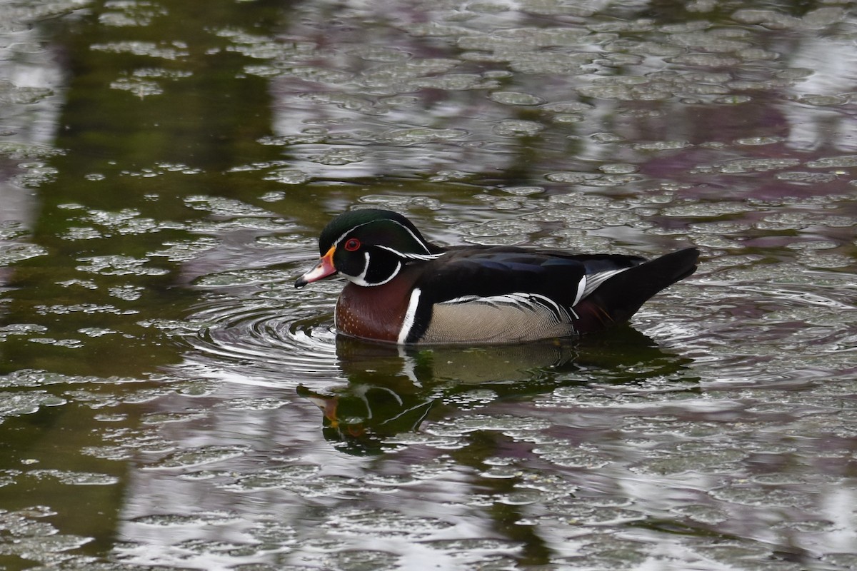 アメリカオシ - ML561968251