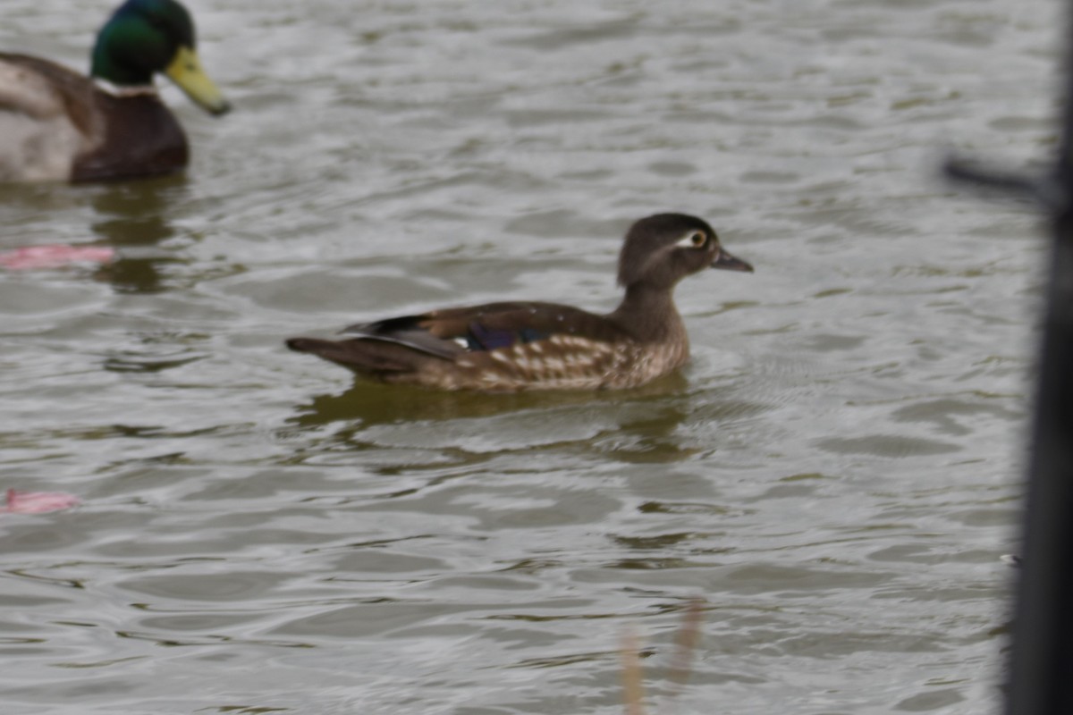 アメリカオシ - ML561968291