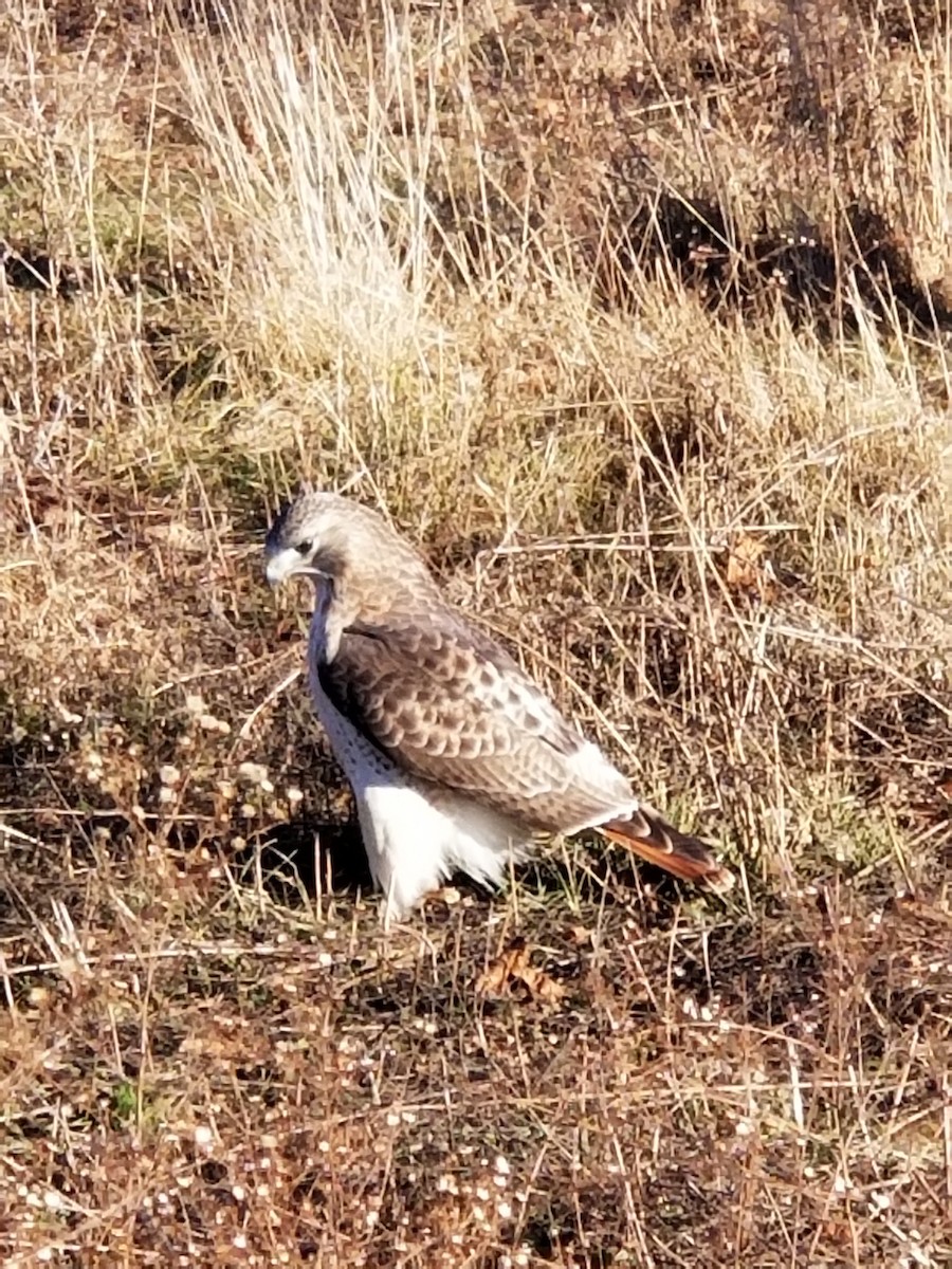 Red-tailed Hawk - Deanne Puloka