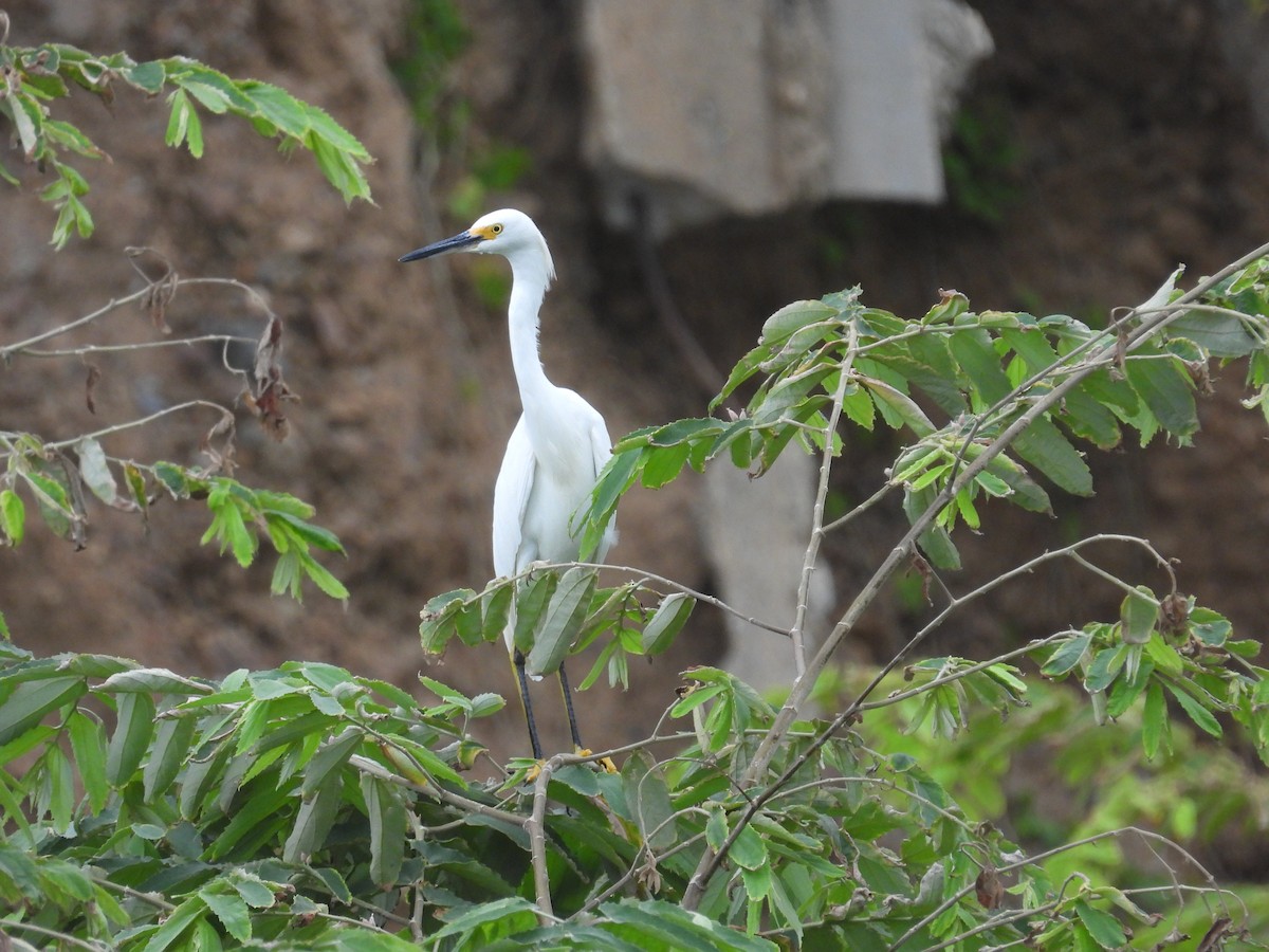 Snowy Egret - ML561970271