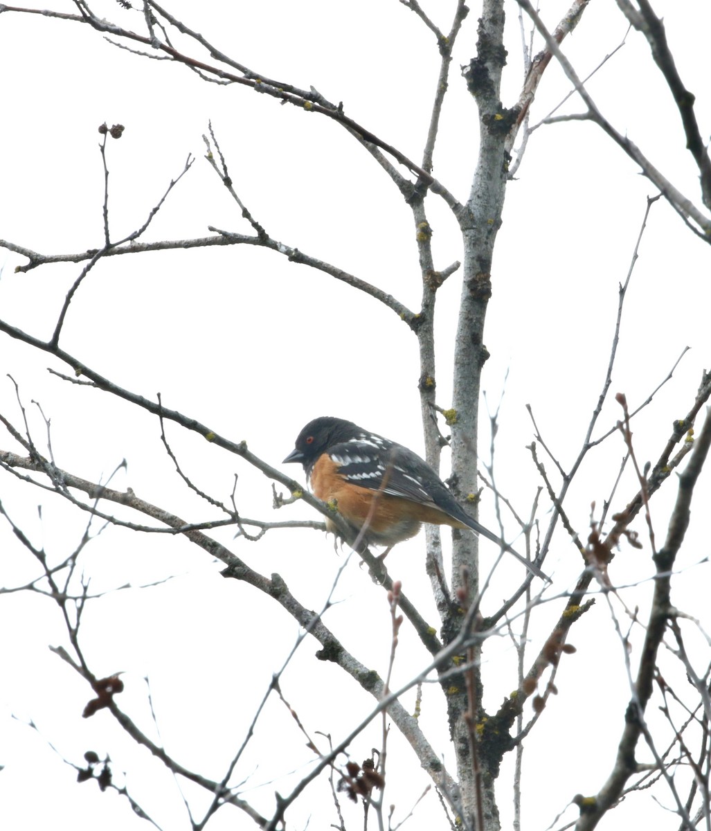 Spotted Towhee - A Kopitov