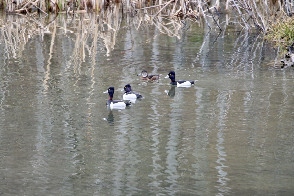 Ring-necked Duck - A Kopitov