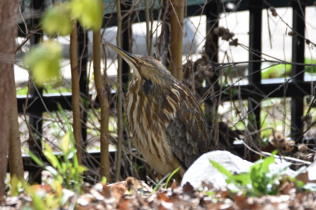 アメリカサンカノゴイ - ML561973461