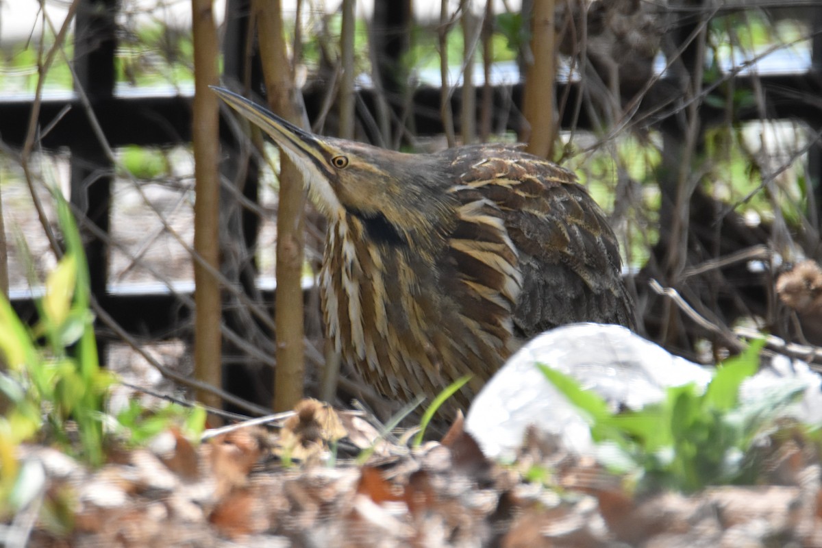 アメリカサンカノゴイ - ML561973471