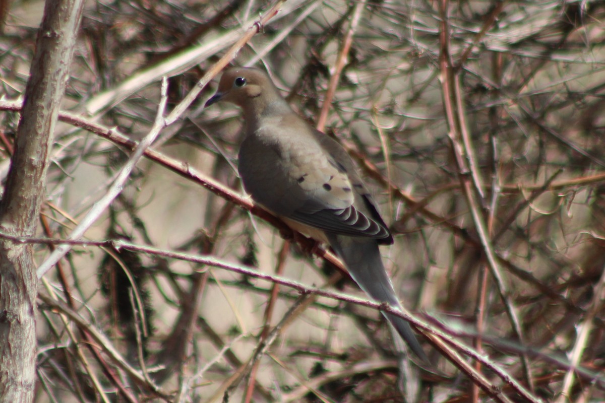 Mourning Dove - ML561975021