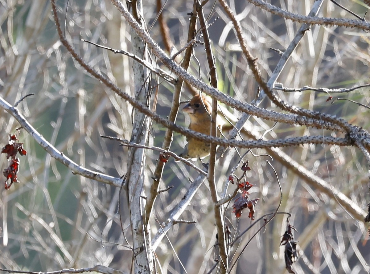 Blue Grosbeak - ML561975111