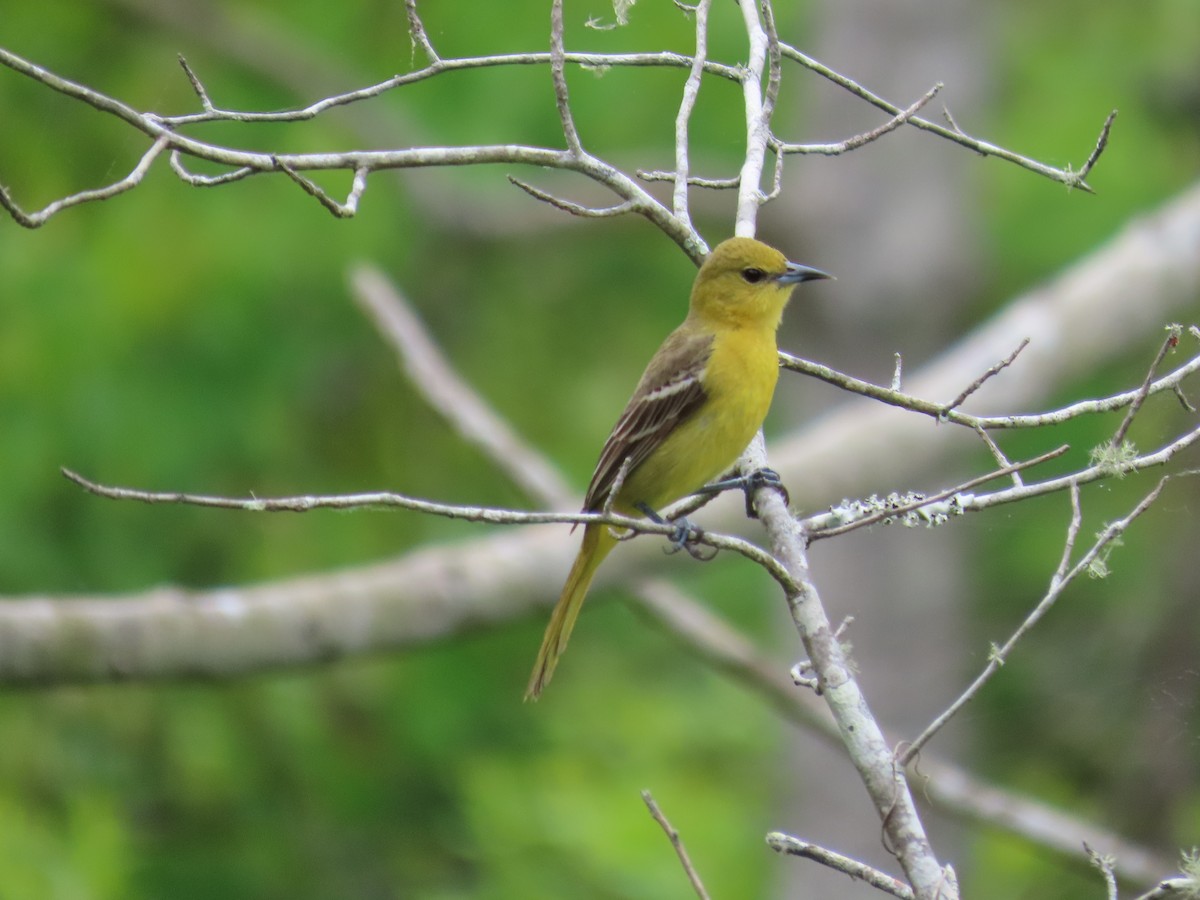 Orchard Oriole - ML561975651