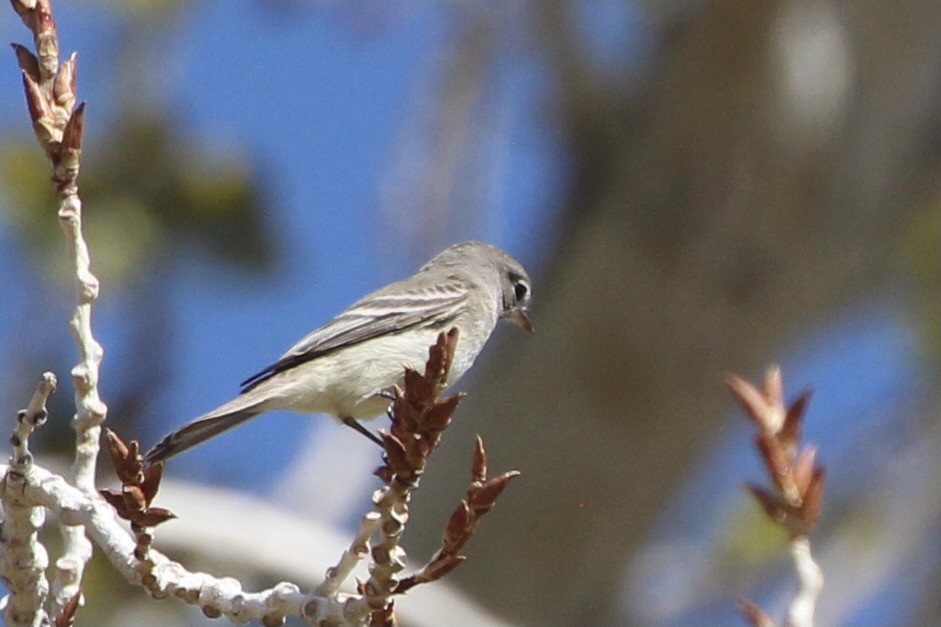 Gray Flycatcher - ML561976941