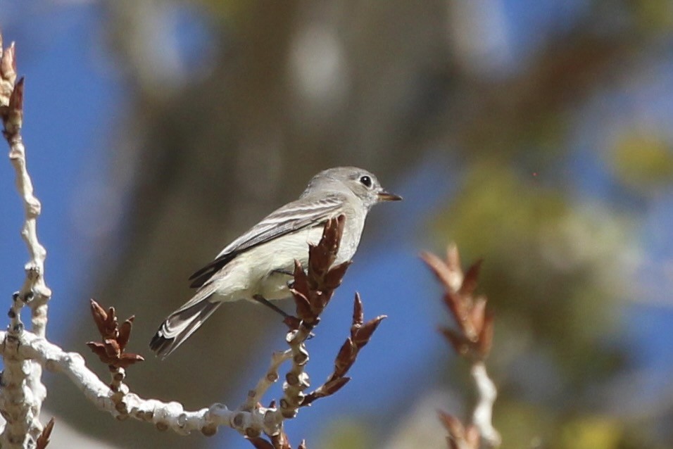 Gray Flycatcher - ML561976981
