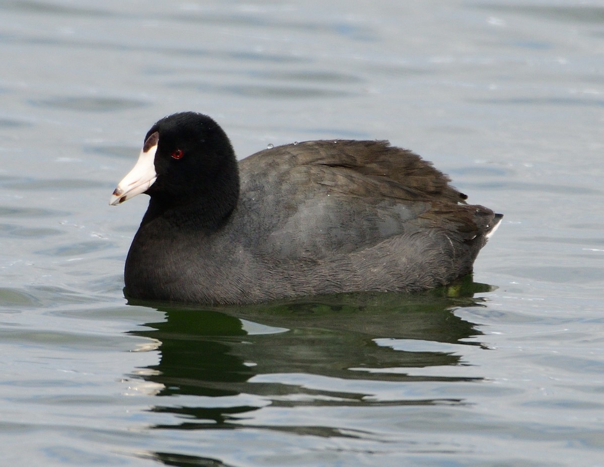 American Coot - ML561977181