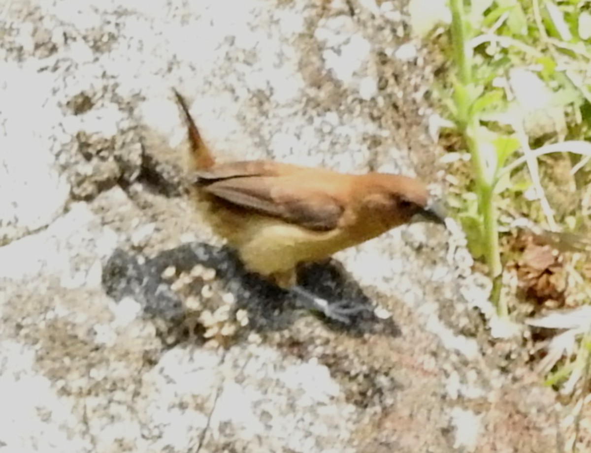 Lonchura sp. - Ananth Kaitharam