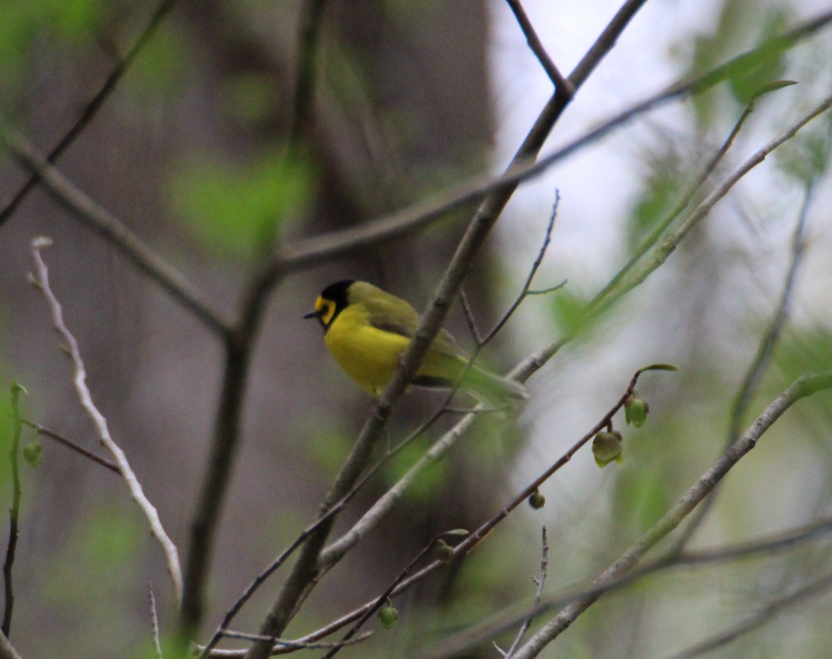 Hooded Warbler - ML561978231