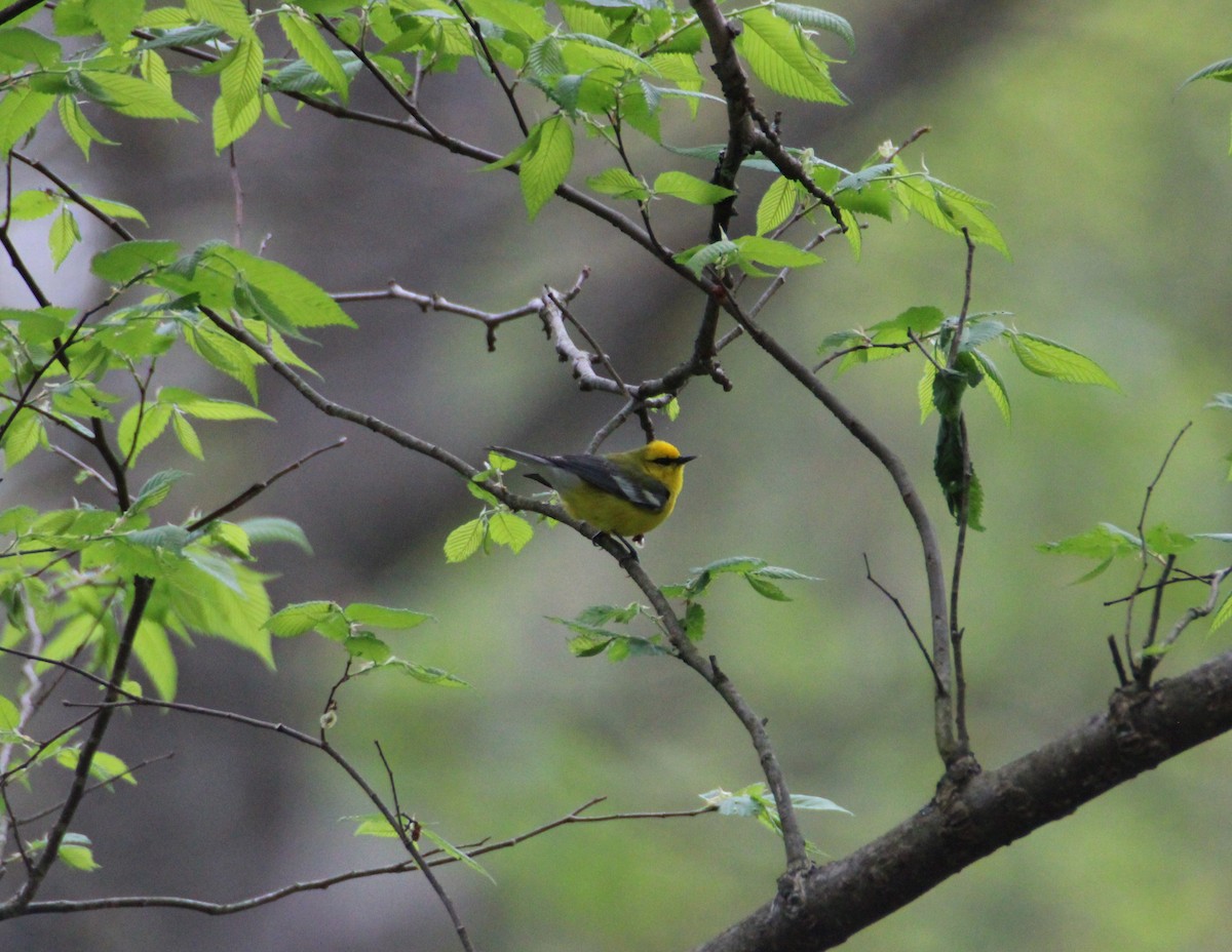 Blue-winged Warbler - ML561978551