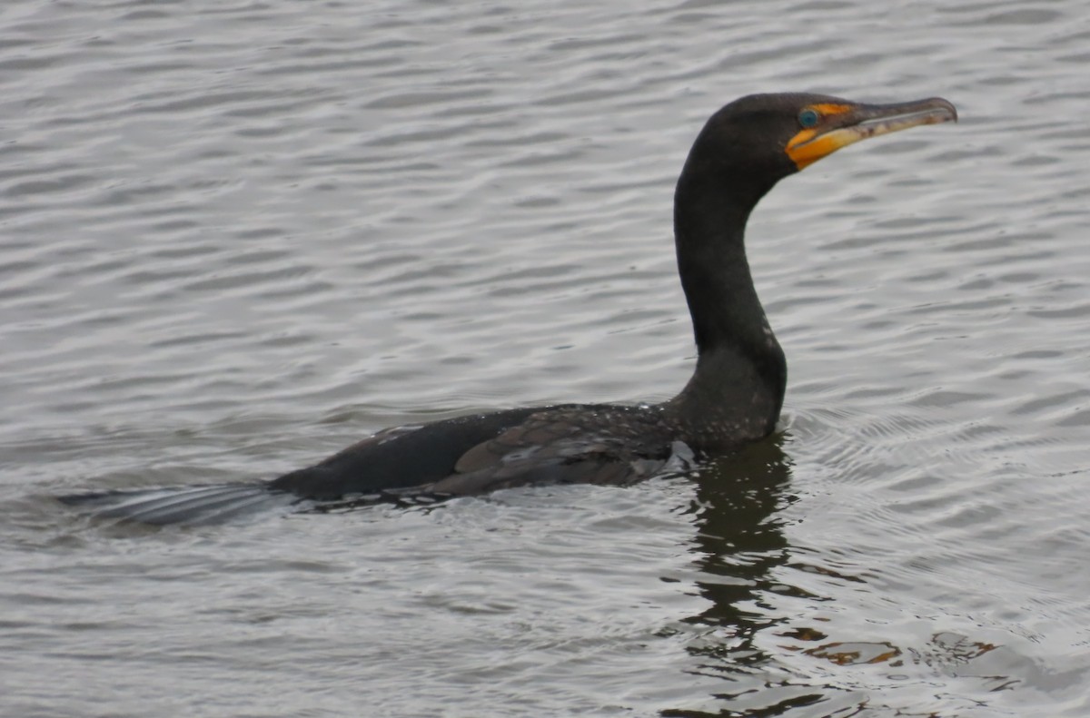 Double-crested Cormorant - ML561978801