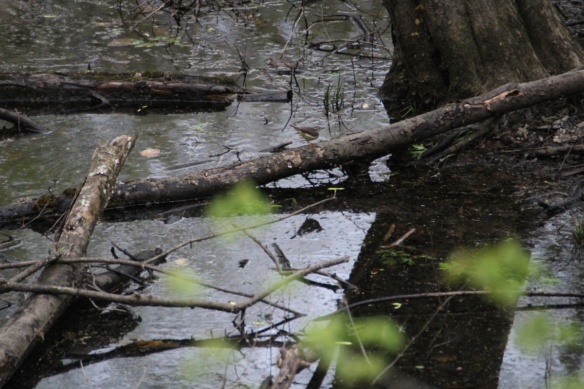 Northern Waterthrush - ML561978831