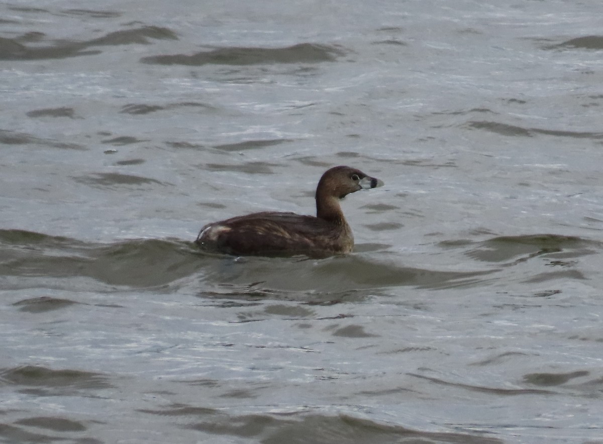 Pied-billed Grebe - ML561978921