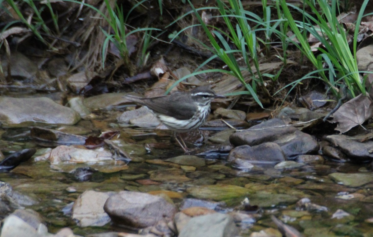 Paruline hochequeue - ML561979071