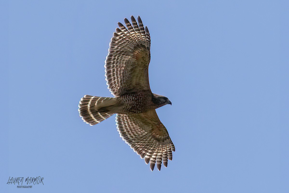 Red-shouldered Hawk - ML561979501