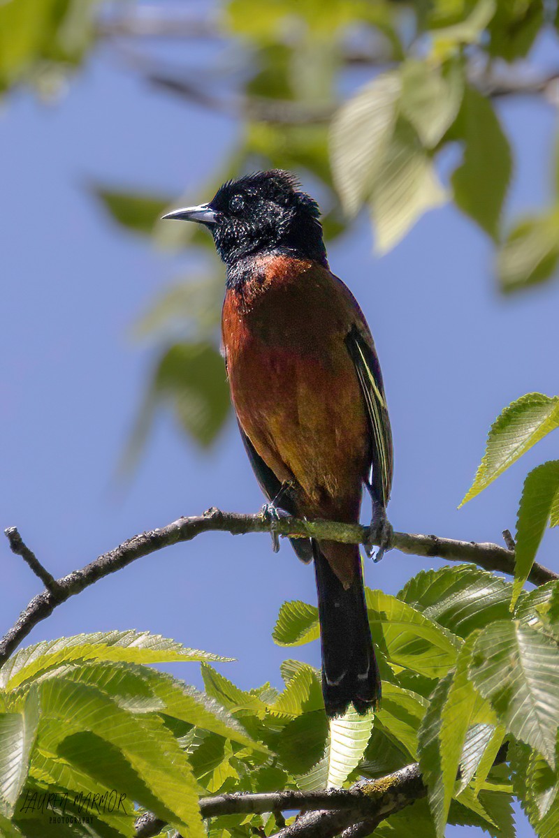 Orchard Oriole - ML561979671