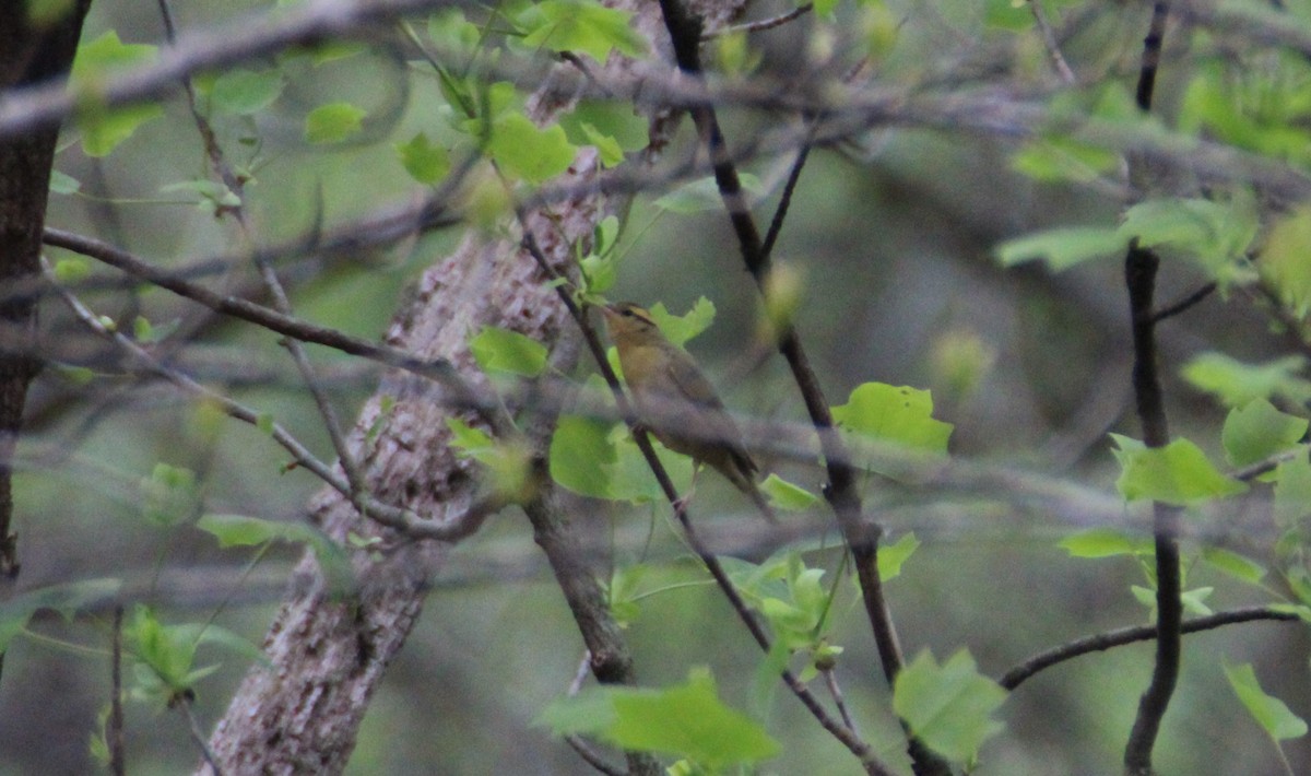 Paruline vermivore - ML561979781