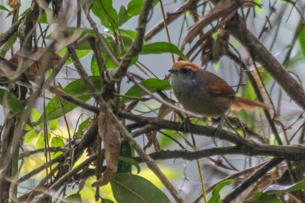 Rufous-capped Spinetail - ML561980071