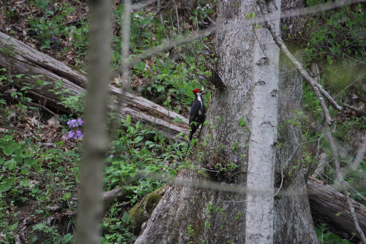 Pileated Woodpecker - ML561980181