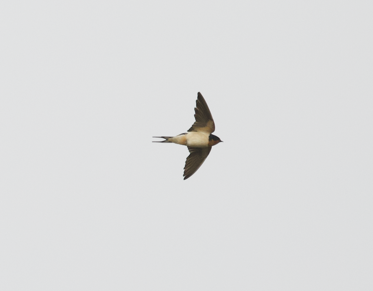 Barn Swallow (American) - ML561980381
