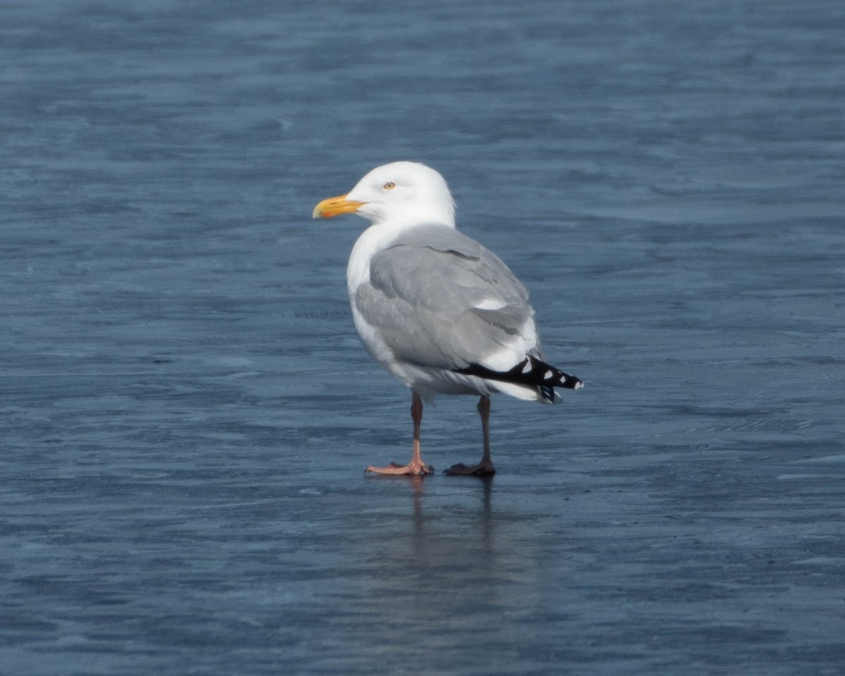 Gaviota Argéntea - ML561980461