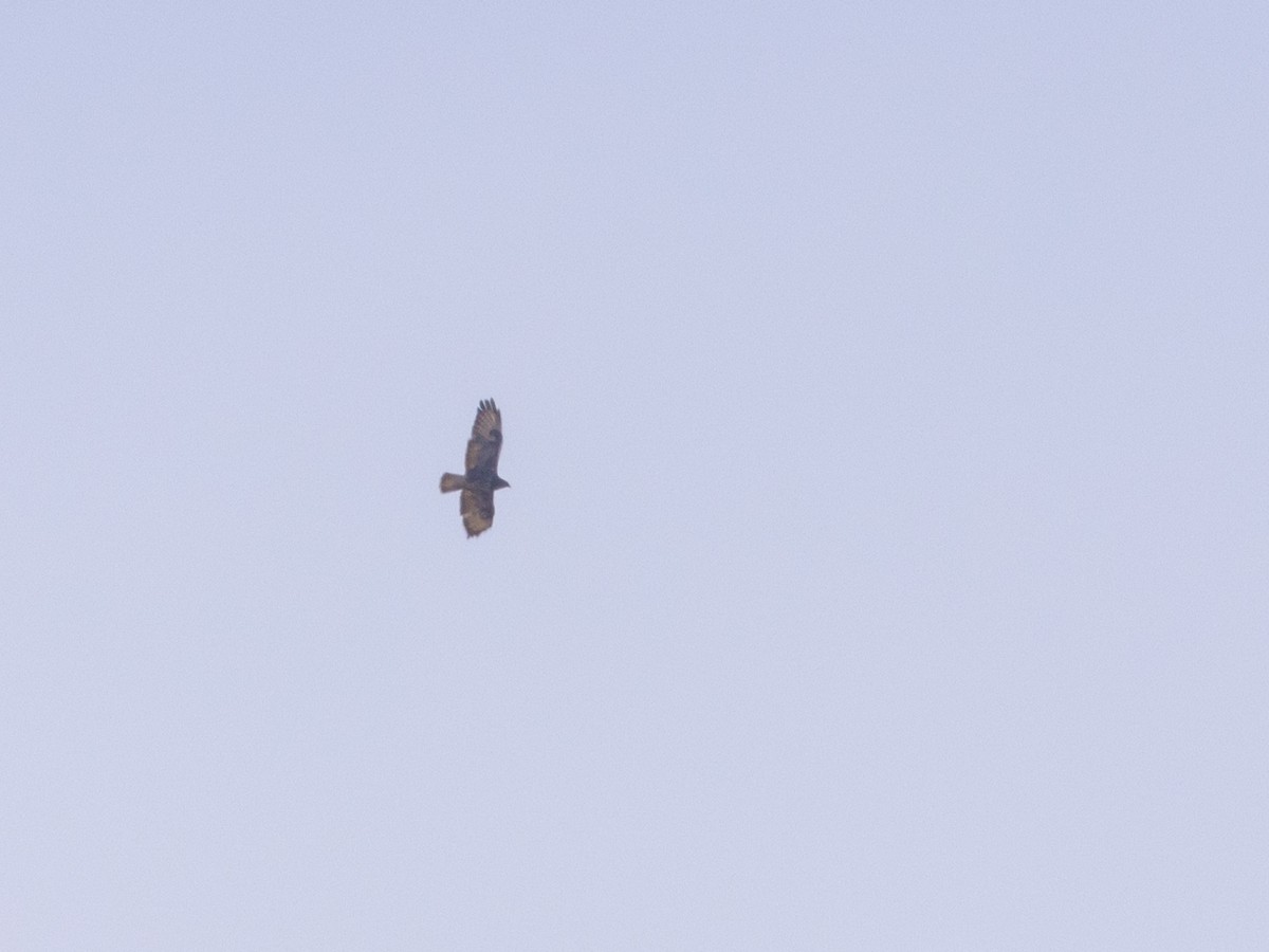 Common Buzzard (Cape Verde) - ML561980551