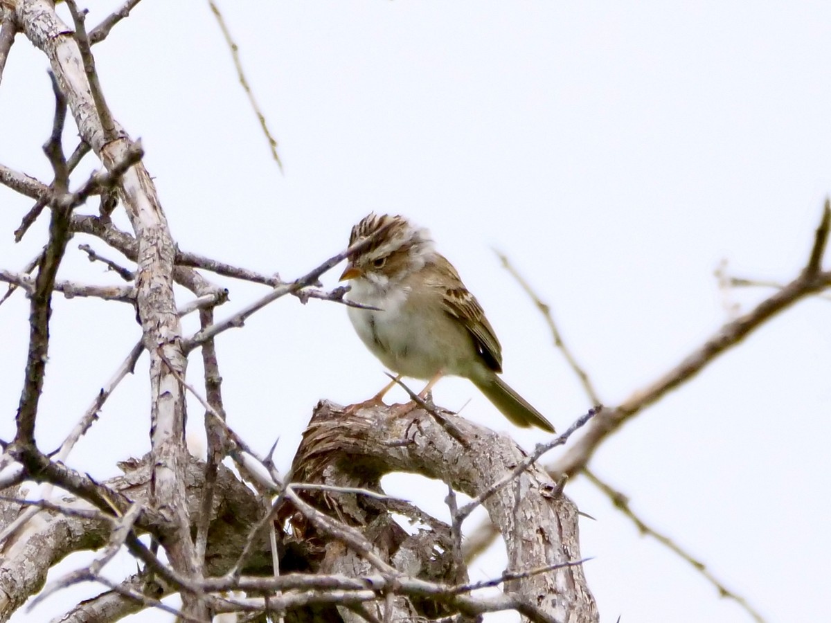 Clay-colored Sparrow - Martin Byhower