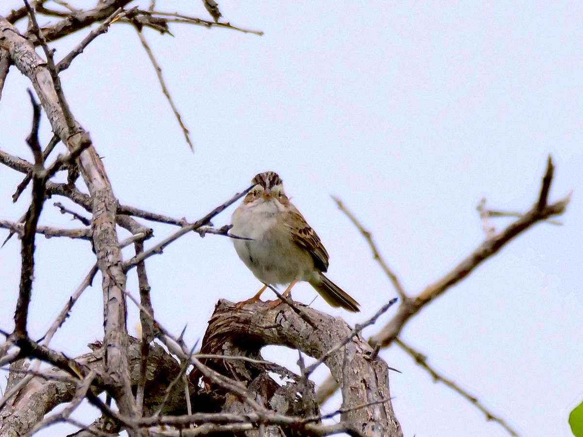 Clay-colored Sparrow - ML561983461