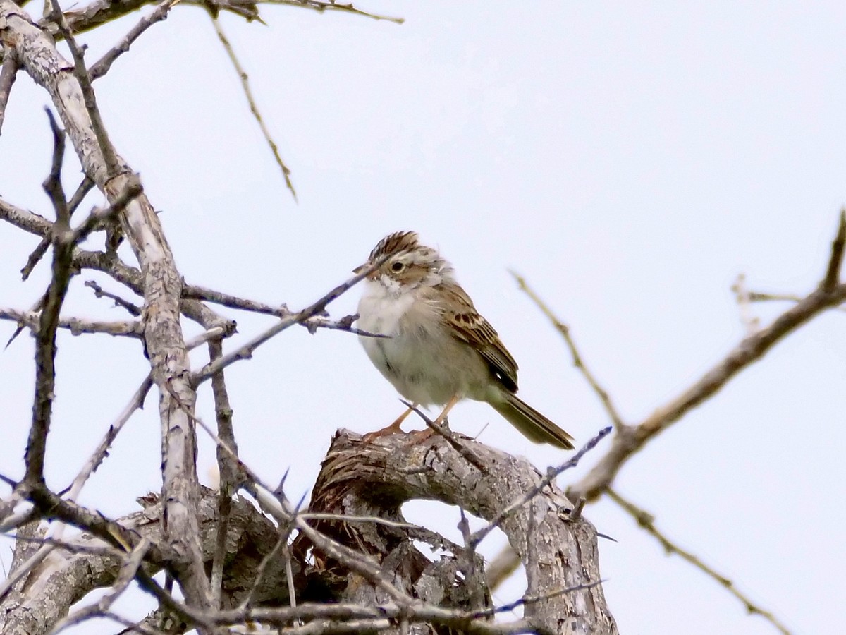 Clay-colored Sparrow - ML561983471