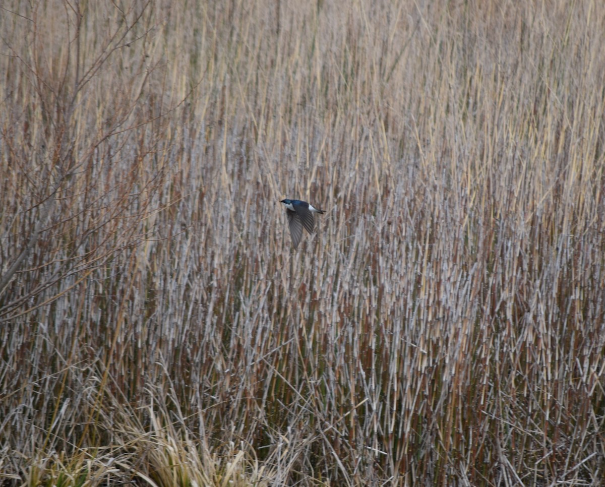 Tree Swallow - ML561983521