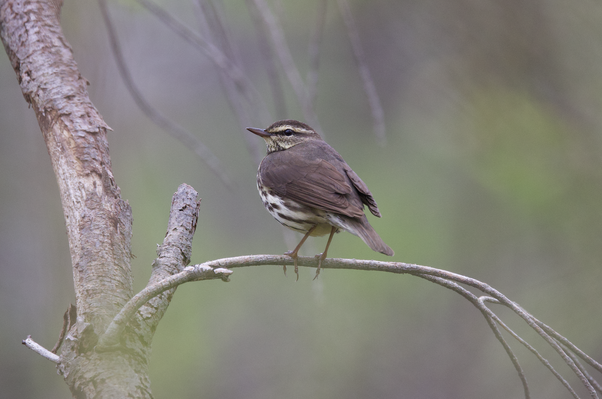 Northern Waterthrush - ML561984211