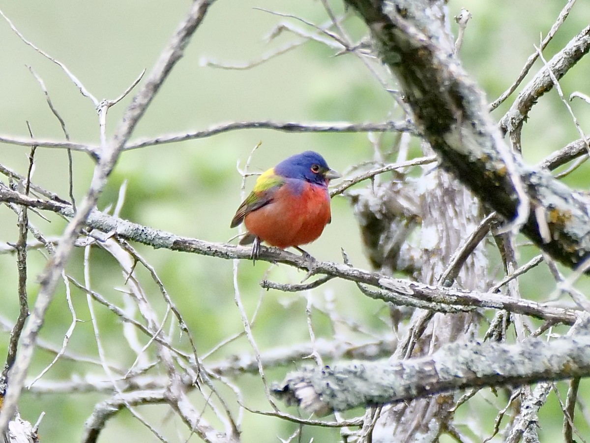 Painted Bunting - ML561984931