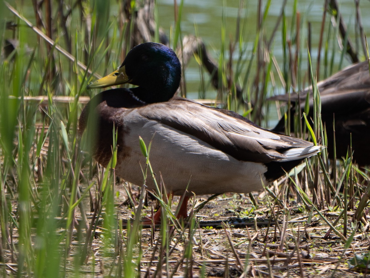 Mallard - ML561985191