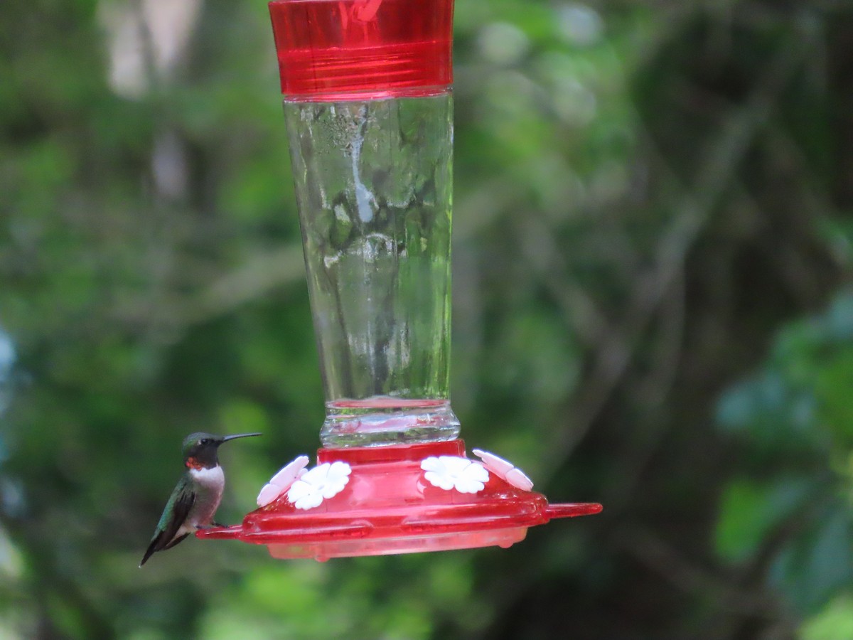Ruby-throated Hummingbird - ML561985251