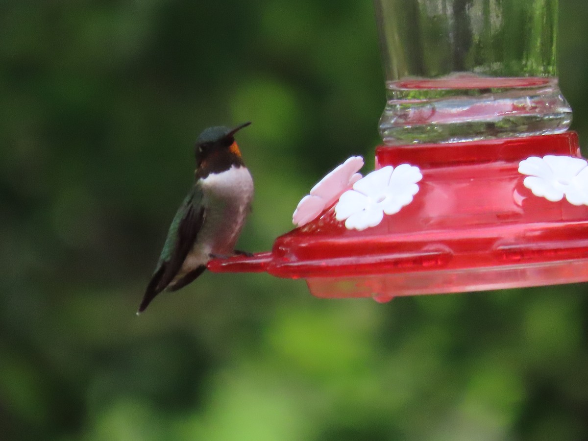 Ruby-throated Hummingbird - ML561985691