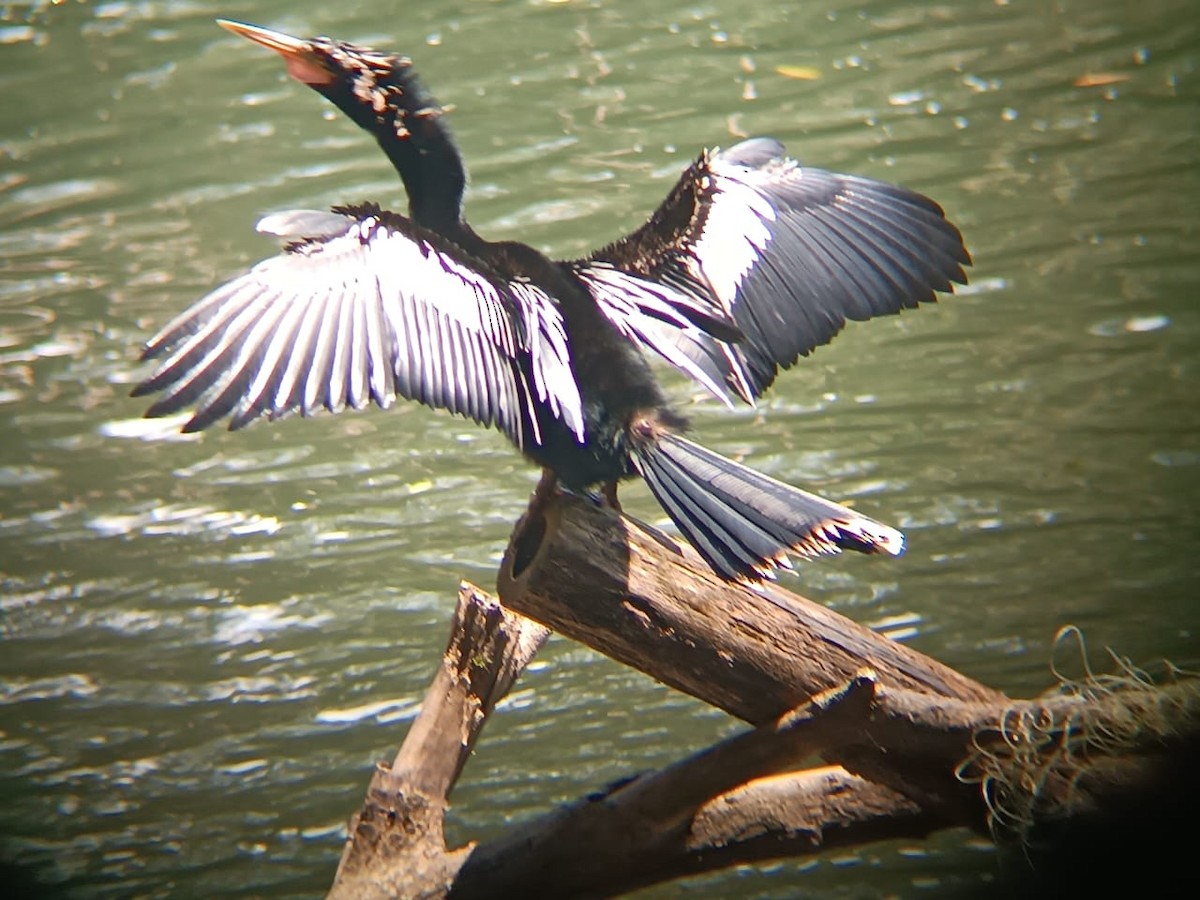 anhinga americká - ML561985951