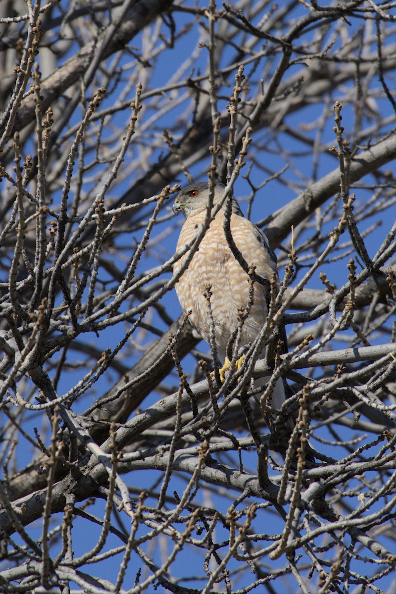 Cooper's Hawk - ML561986691