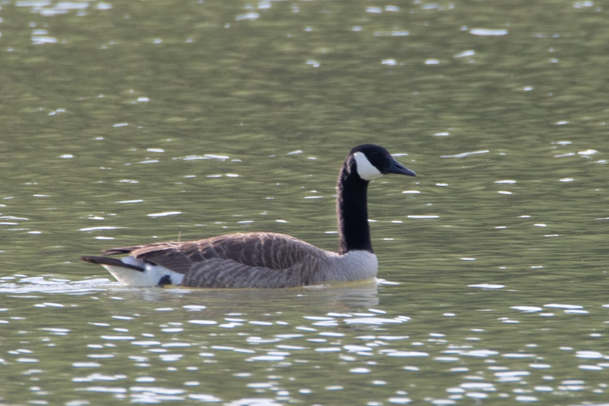 Canada Goose - Bryce Nerland