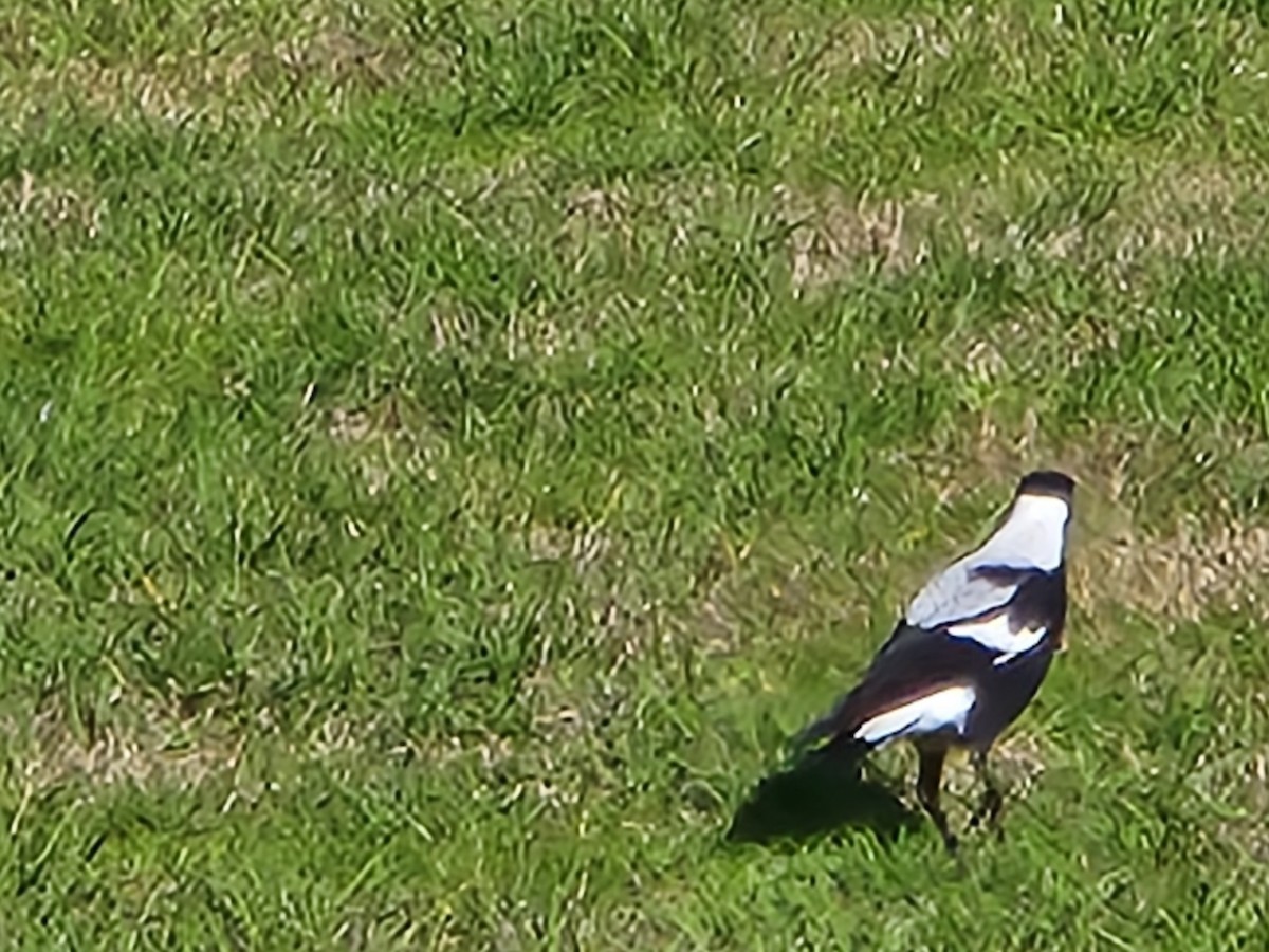 Australian Magpie (Black-backed x White-backed) - ML561986961