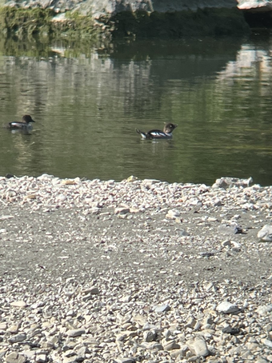 Common Goldeneye - ML561987361