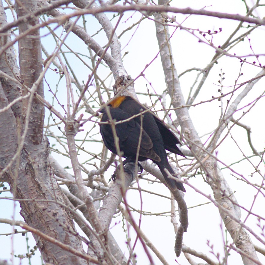 Yellow-headed Blackbird - ML561987421