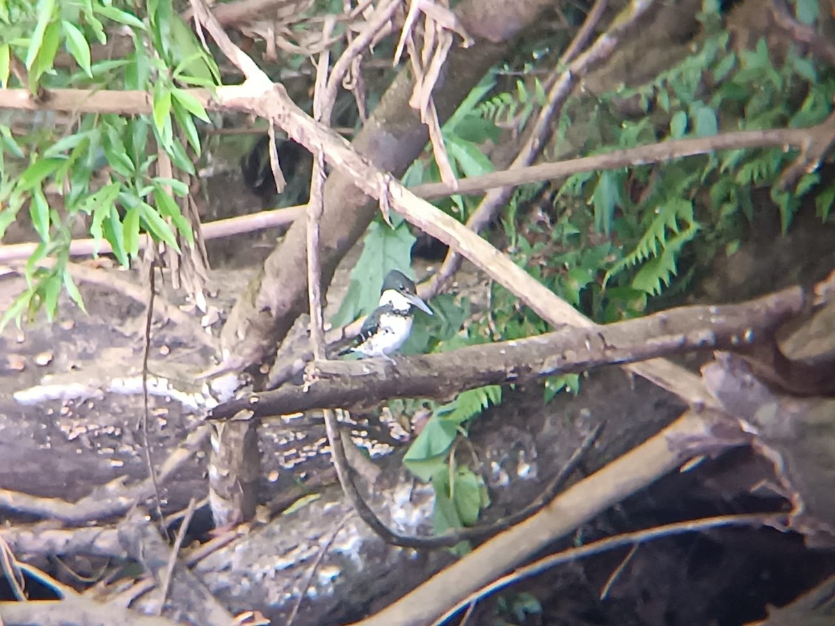 Green Kingfisher - ML561987581