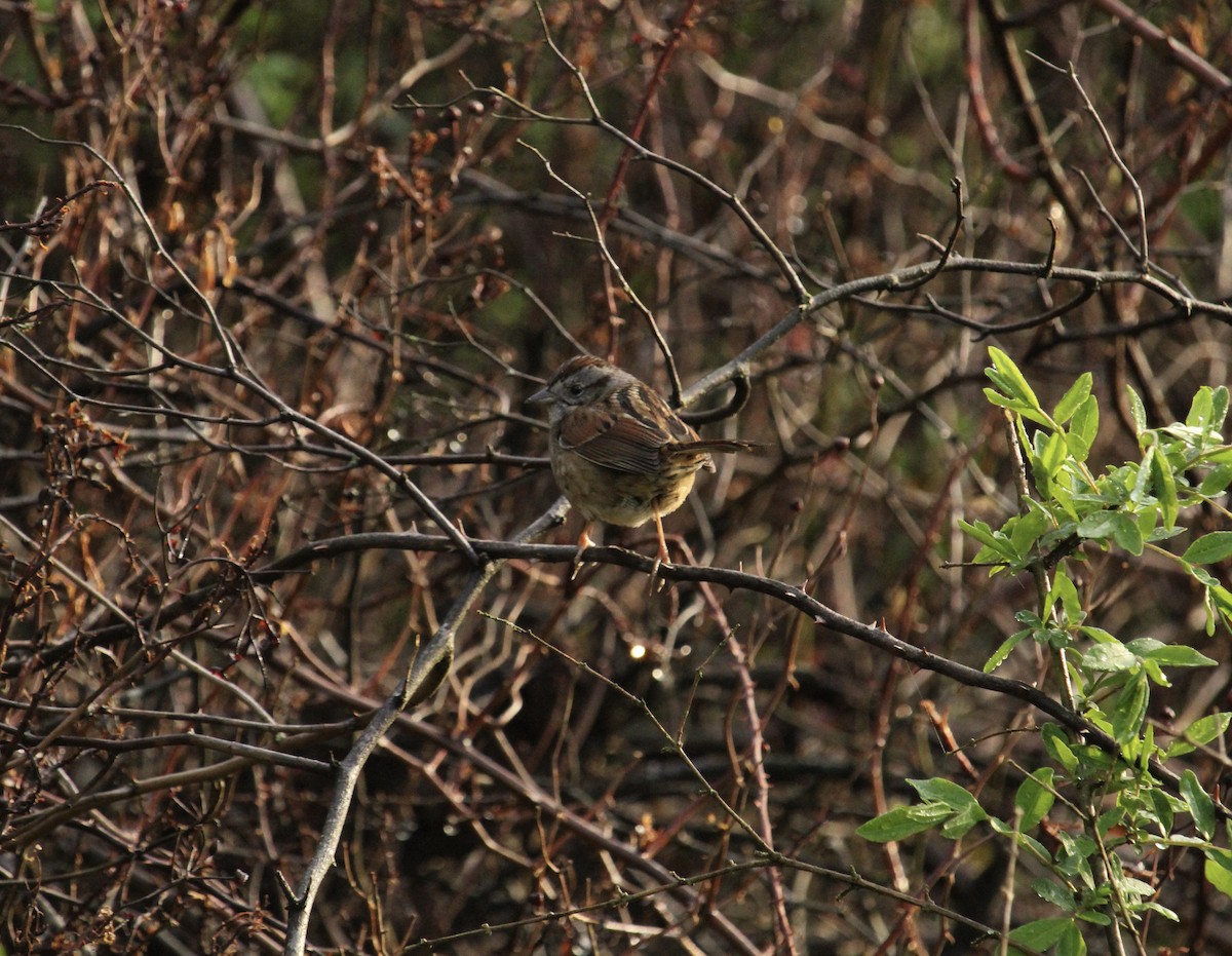Swamp Sparrow - ML561989521