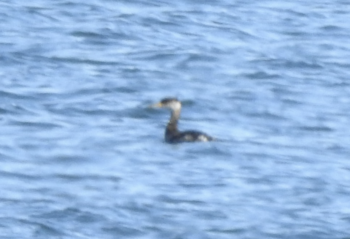 Red-necked Grebe - ML561989671